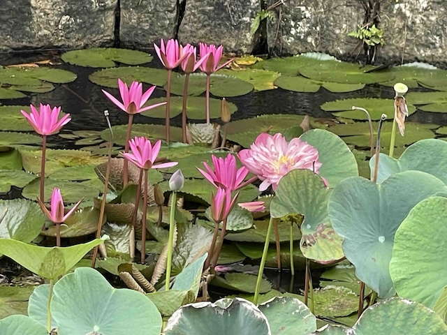 Lotos, Srí Lanka