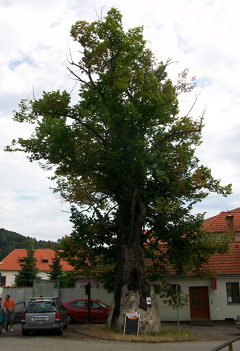 Zlatá Koruna - památná lípa