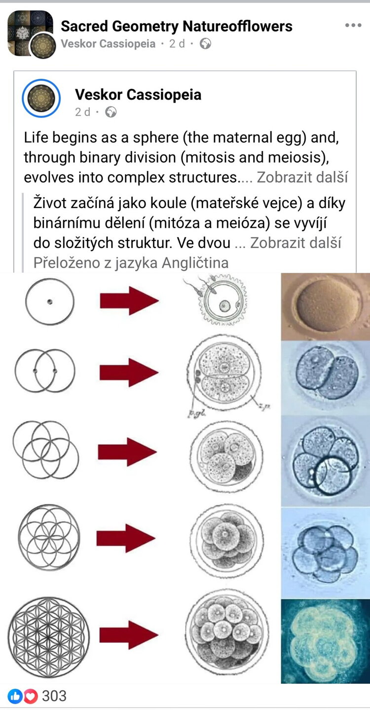 Květ života a vývoj buněk