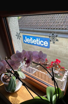 Domeček, rekonstrukce, zátiší/Tania's Secret